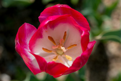 花の奥は別世界(チューリップ)