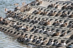 春の陽気に みんなで まったり