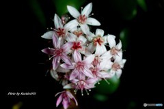 金のなる木に花
