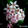 金のなる木に花