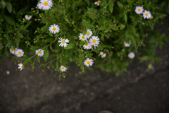 道端の花
