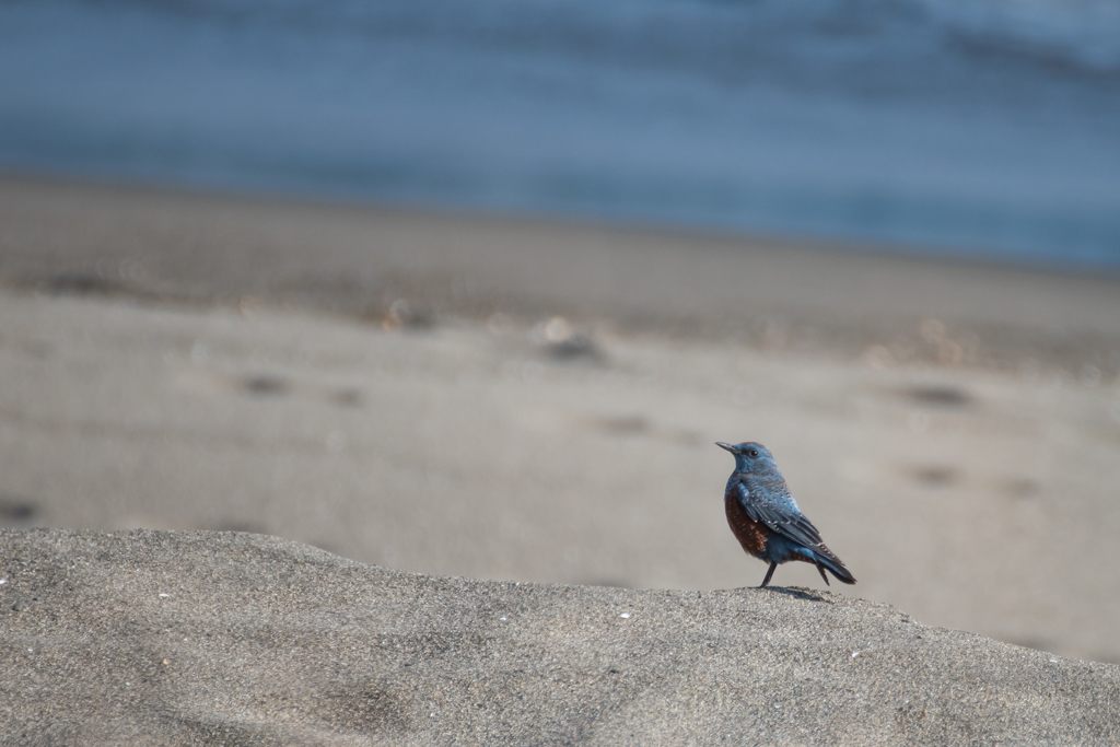 winter beach