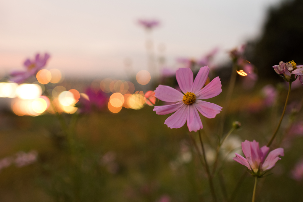 夕焼けの秋桜