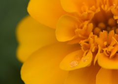 yellow vessel