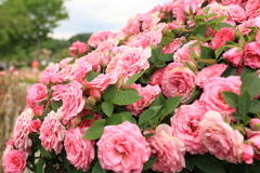薔薇