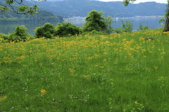 サワオクルマ咲く余呉湖畔
