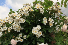 薔薇