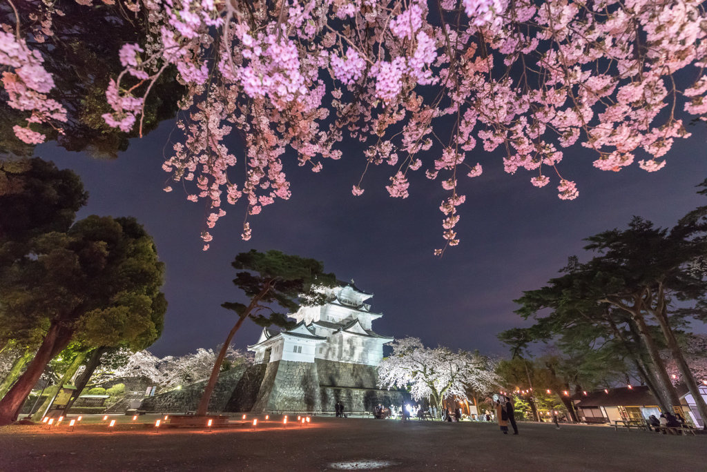 小田原城と夜桜