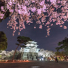 小田原城と夜桜