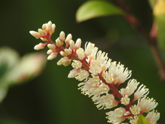庭の花