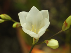 庭の花
