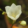 庭の花