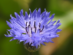 庭の花
