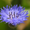 庭の花