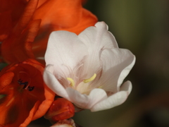 庭の花