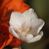 庭の花