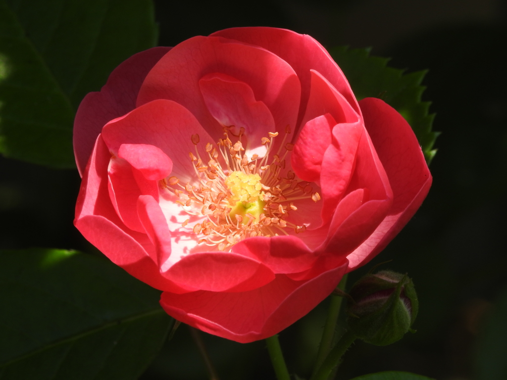 庭の花