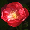 庭の花