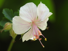 庭の花