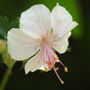 庭の花