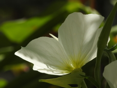 庭の花