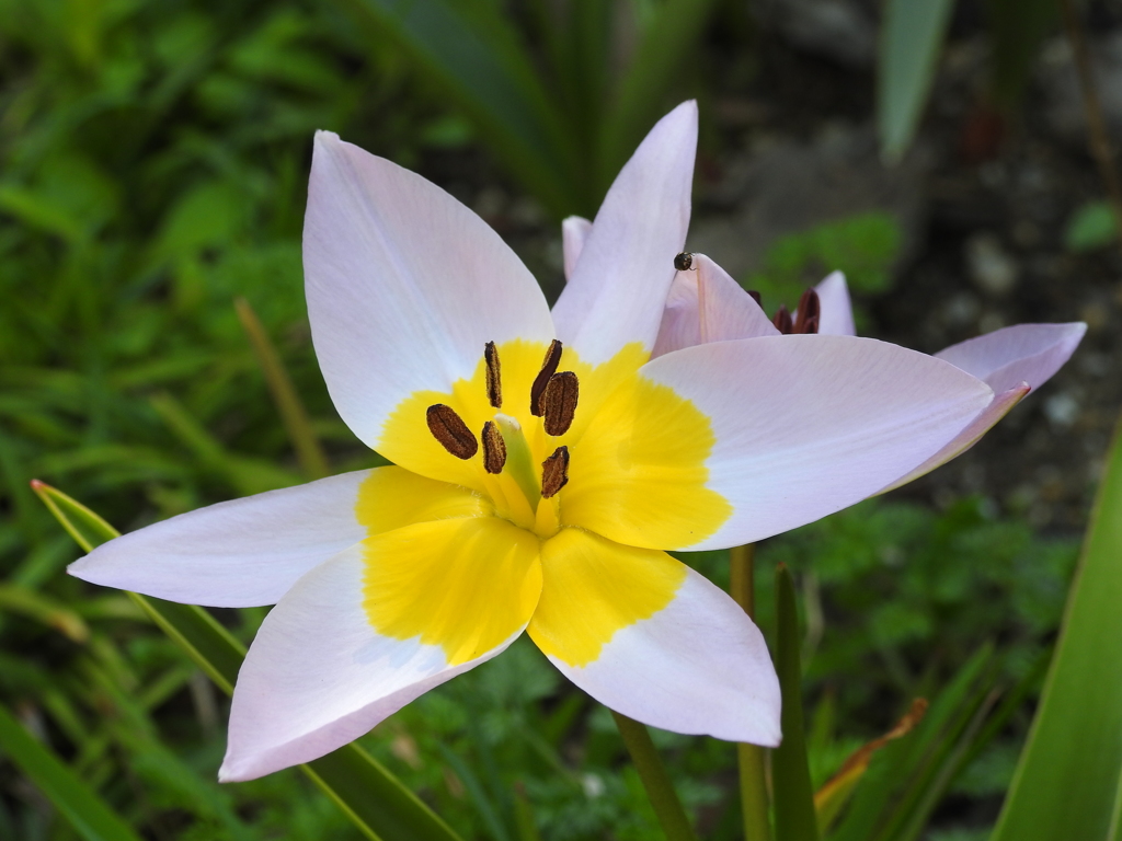 庭の花