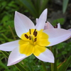 庭の花