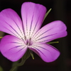 庭の花