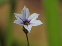 庭の花
