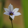 庭の花