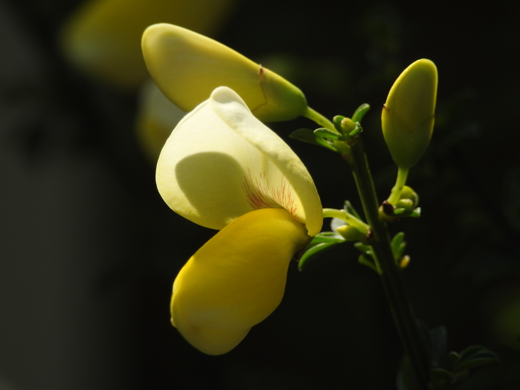庭の花