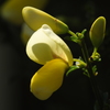 庭の花