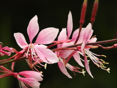 庭の花