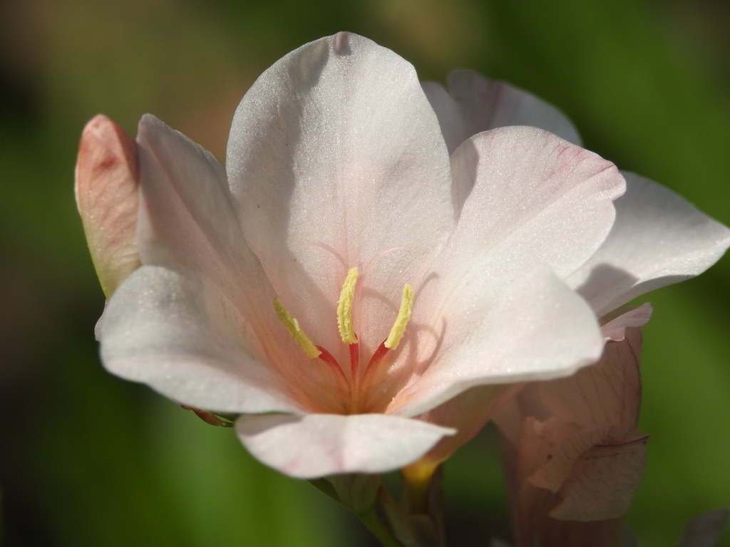 庭の花