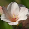 庭の花