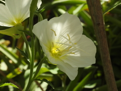 庭の花