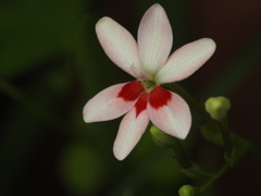 庭の花