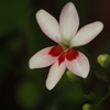 庭の花