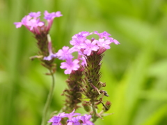 庭の花