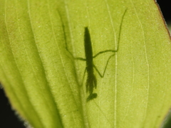 カマキリ