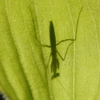 カマキリ