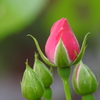 庭の花