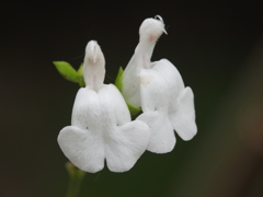 庭の花
