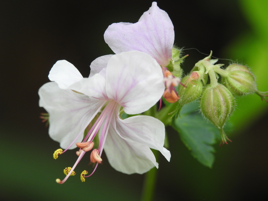 庭の花