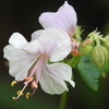 庭の花