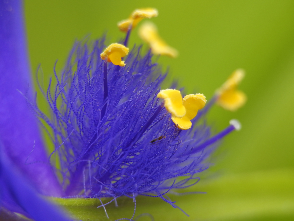庭の花