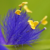 庭の花