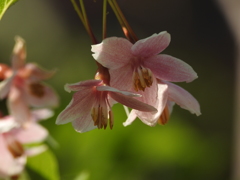 庭の花