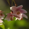 庭の花