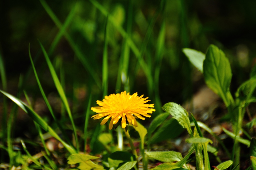 一輪の花